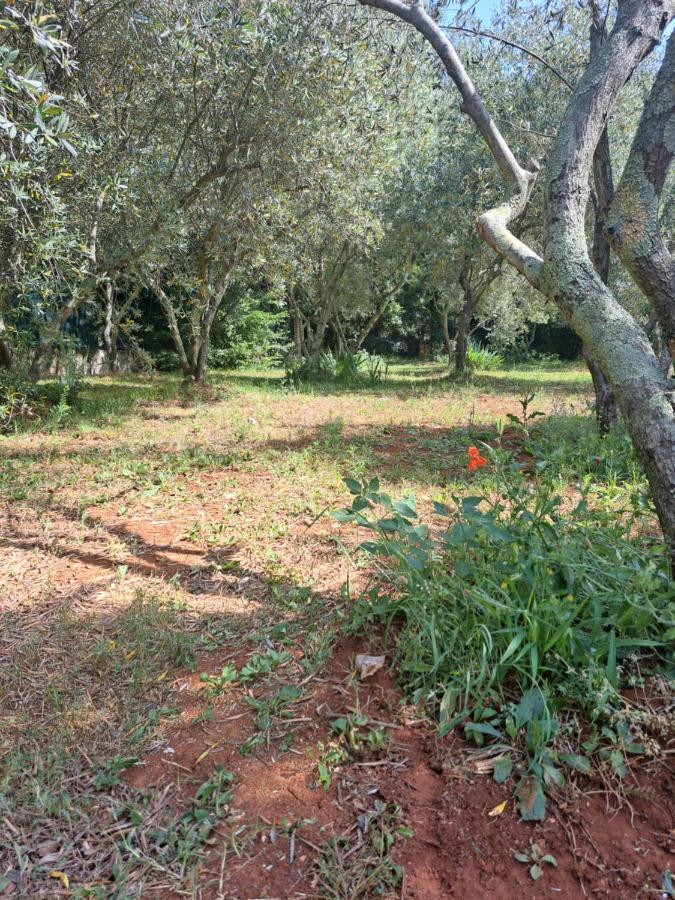 Villa Eucaliptus Istrien Rovinj Kültér fotó